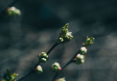 Close-up of flowering plant