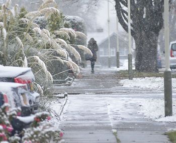 Close-up of snow on tree