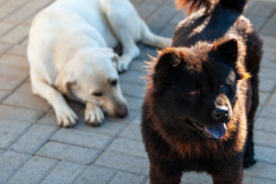 View of dogs on footpath