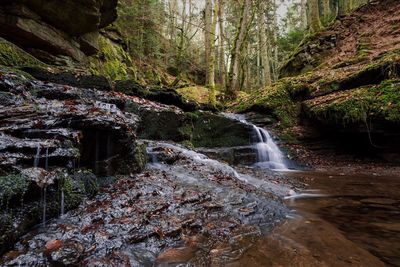 Scenic view of waterfall in forest