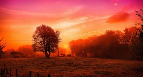 Silhouette trees on field against sky during sunset