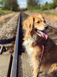 Close-up of dog sitting on railroad track