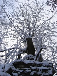 Bird perching on bare tree during winter