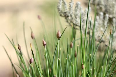 Close-up of flowering plants on field