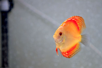 Close-up of orange fish in tank