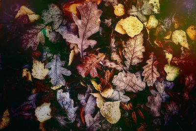 High angle view of maple leaves on plant