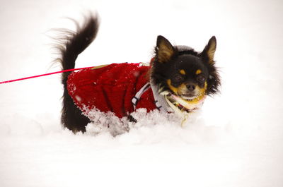 Close-up of a dog in snow