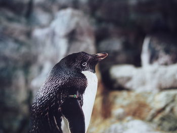 Close-up of penguin on rock in water