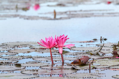 Close-up of pink flower on lake