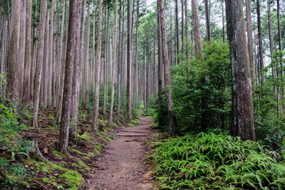 Kumano pilgrimage track in the forest.