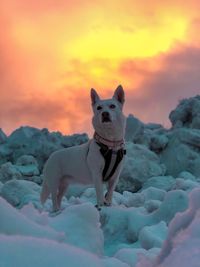 Dog standing on snow covered landscape during sunset