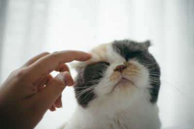 Close-up of hand holding cat