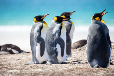 Penguins perching at beach