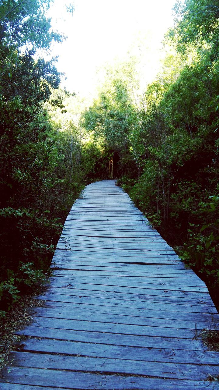 tree, the way forward, nature, day, growth, tranquility, outdoors, forest, no people, beauty in nature