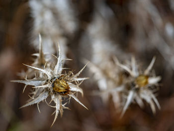 Close up of flowers