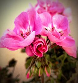 Close-up of pink flowers blooming outdoors