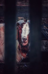 Close-up portrait of a horse