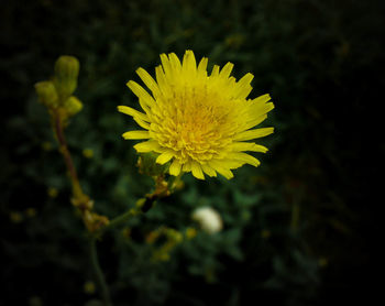 Close-up of yellow flower blooming outdoors