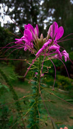 Close-up of pink flowering plant