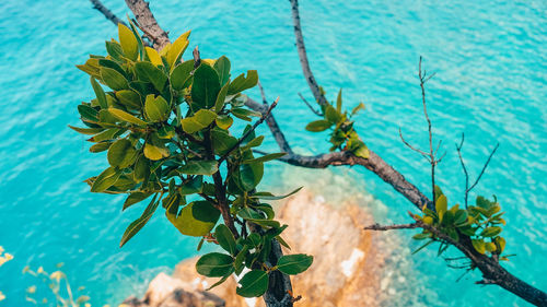 Close-up of flowering plant against blue water