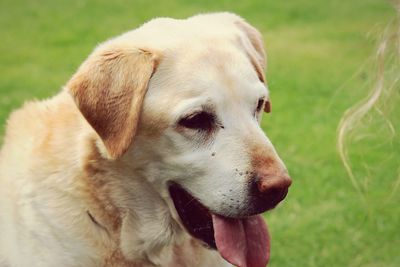 Close-up of dog