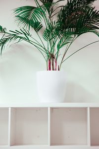 Close-up of potted plant