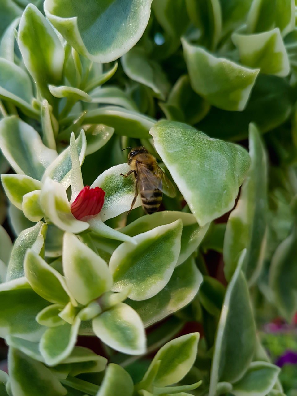 plant, plant part, leaf, flower, beauty in nature, nature, growth, flowering plant, green, animal themes, animal wildlife, animal, close-up, no people, insect, wildlife, freshness, food, one animal, petal, outdoors, environment, food and drink, succulent plant, day, shrub, agriculture