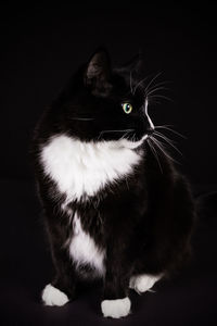 Cat sitting against black background