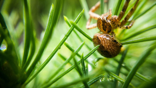 Close-up of spider on plant