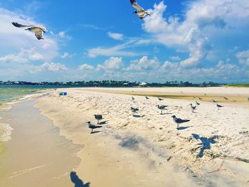 Seagulls flying over sea