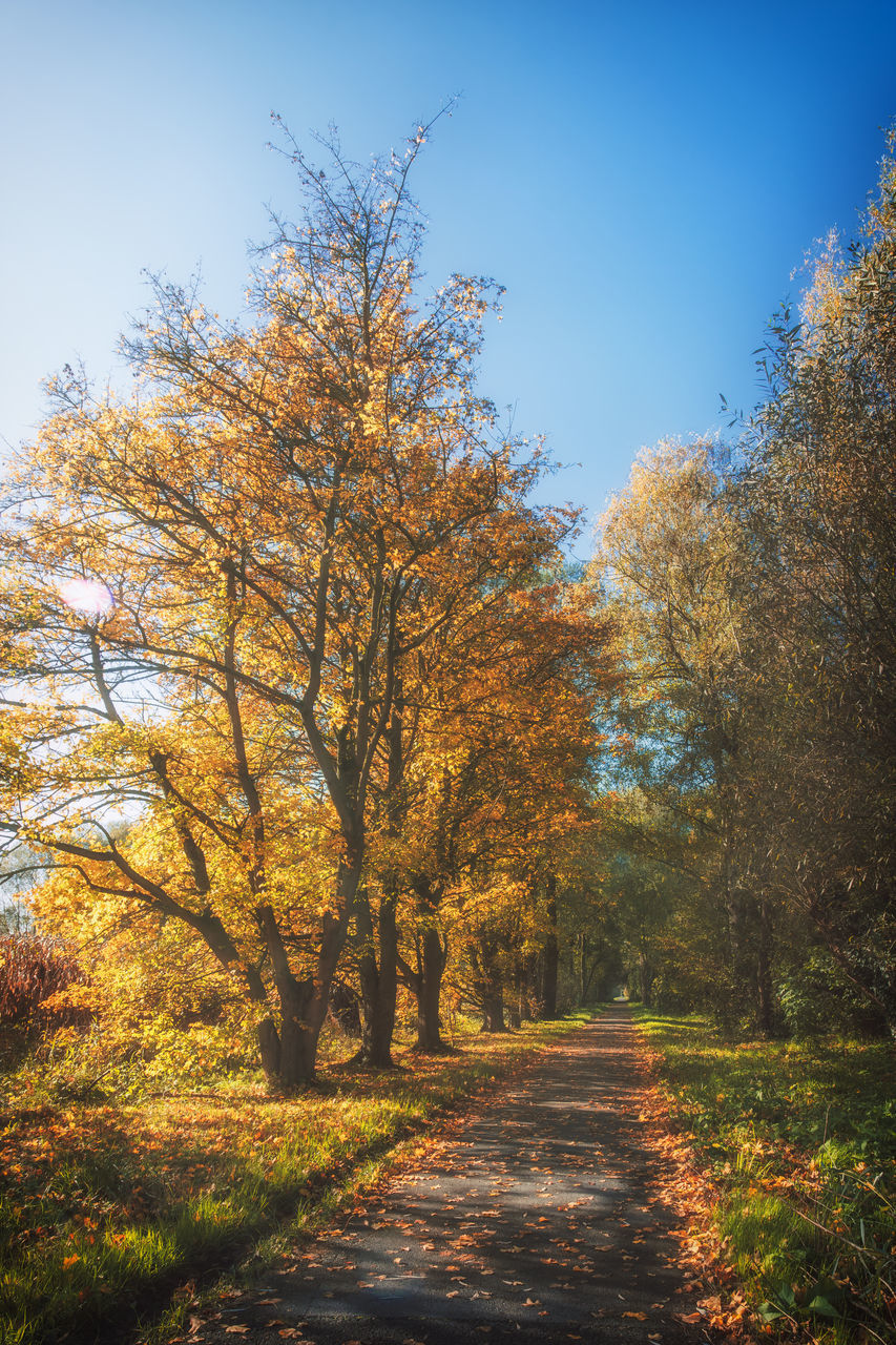 AUTUMN LEAVES ON FOOTPATH AMIDST TREES