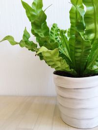 Close-up of potted plant on table