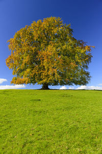 Tree on field against clear sky