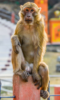 Close-up of monkey sitting outdoors