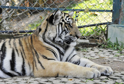 Close-up of tiger in cage at zoo