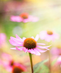 Close-up of pink flower