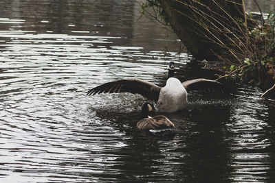 Ducks swimming in lake