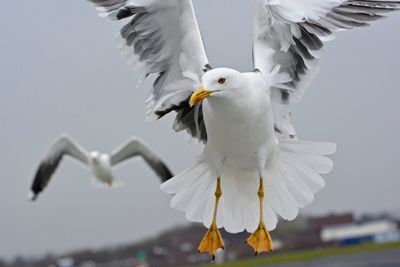 Scenic view of seagull flying mid air