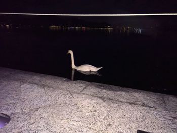 Bird perching on wall