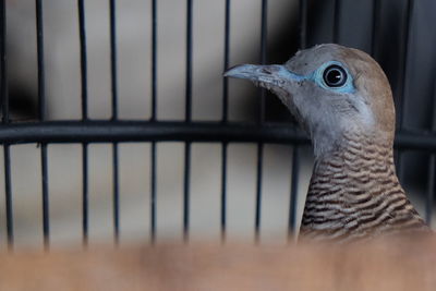 Close-up of bird