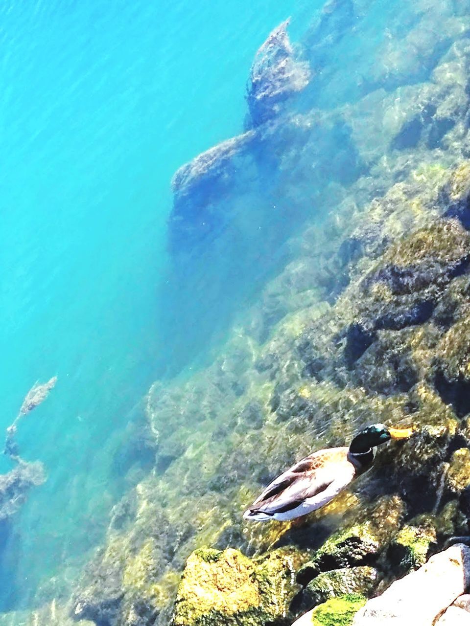 AERIAL VIEW OF SEA AND ROCK