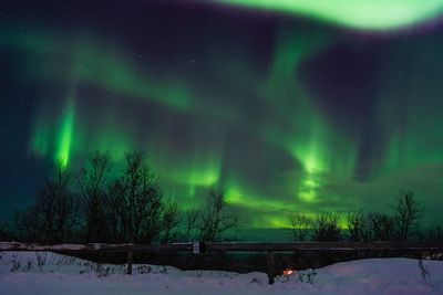 Snow covered trees against sky at night