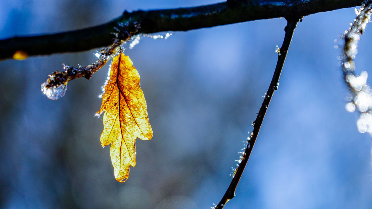 cold temperature, winter, nature, beauty in nature, catkin, frozen, weather, hanging, focus on foreground, snow, outdoors, ice, no people, day, twig, branch, tree, close-up, fragility, sky