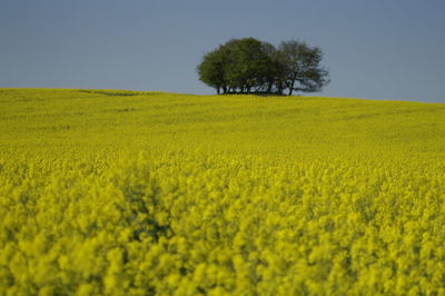 Scenic view of field against clear sky