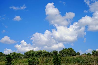 Panoramic shot of trees against sky