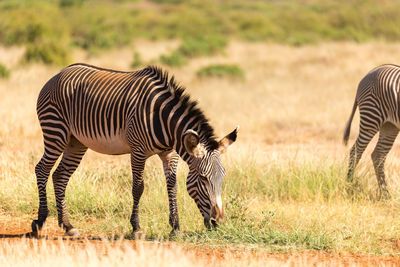 Zebra standing on field