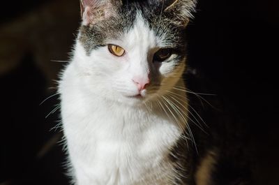 Close-up portrait of cat