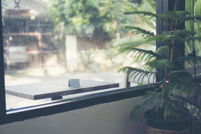 Close-up of potted plant on window sill