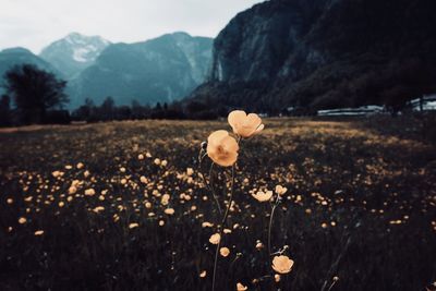 View of flowers growing on field