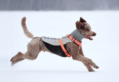 Side view of dog on snow covered landscape